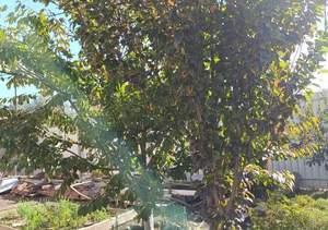 Дом 157м², 2-этажный, участок 4 сот.