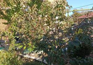 Дом 157м², 2-этажный, участок 4 сот.