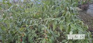 Дом 21м², 1-этажный, участок 10 сот.  