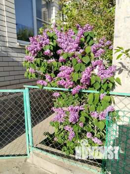 Дом 253м², 2-этажный, участок 6 сот.  