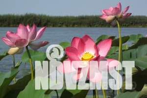 1-к квартира, посуточно, 35м2, 16/17 этаж