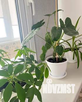 1-к квартира, посуточно, 42м2, 4/14 этаж